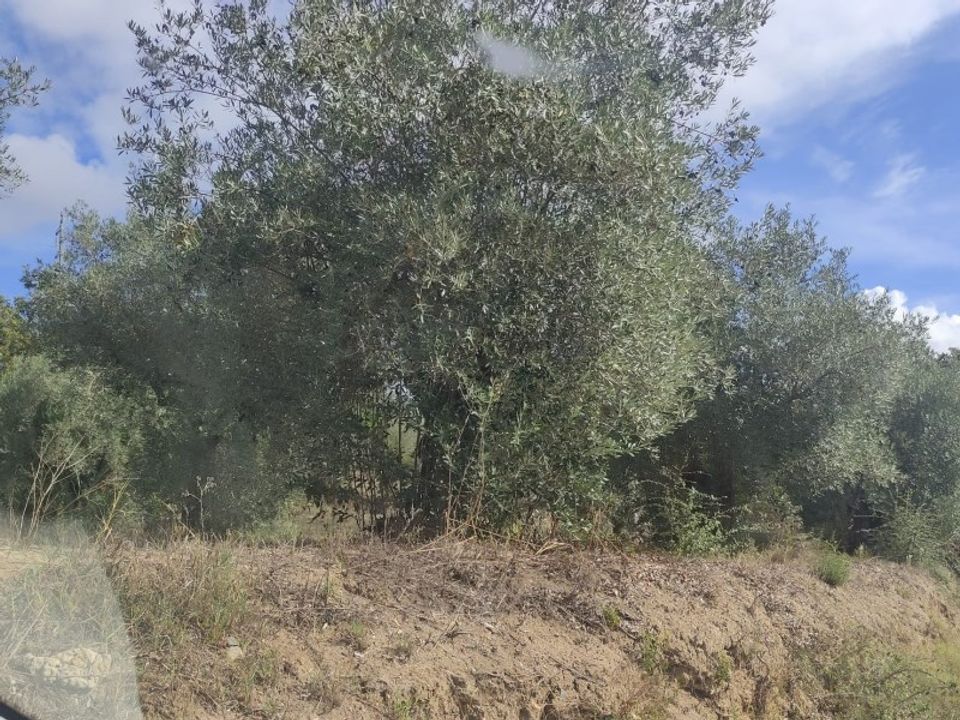 Helårsgrund i Ourem, Santarem - foto 2