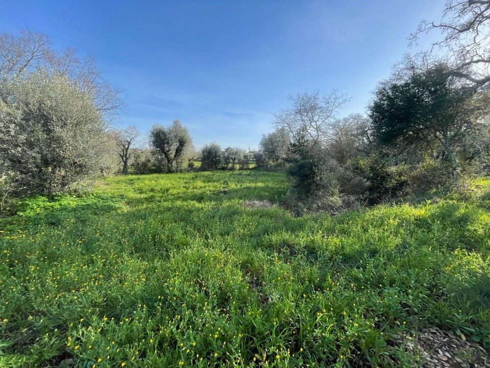 Helårsgrund i Ferreira do Zezere, Santarem - foto 1