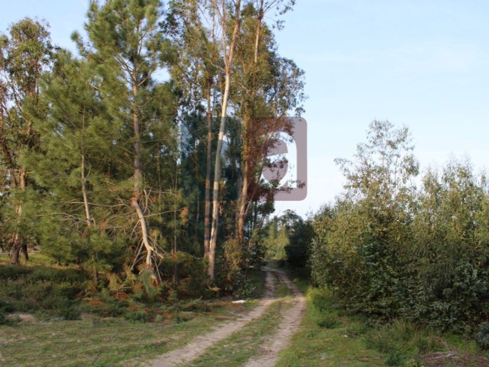 Helårsgrund i Almeirim, Santarem - foto 3