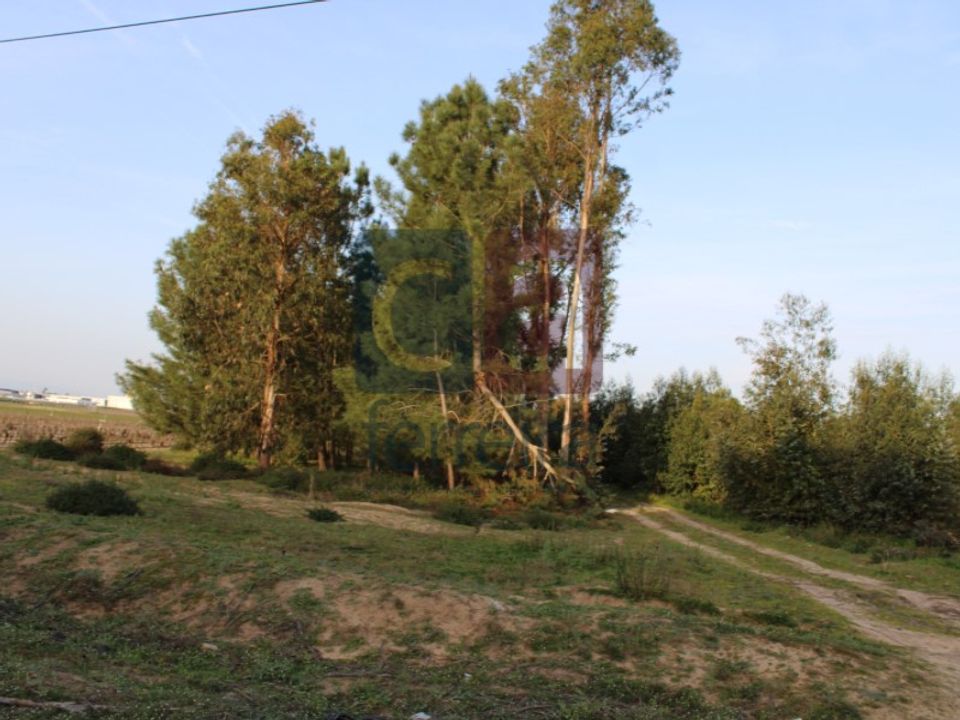 Helårsgrund i Almeirim, Santarem - foto 4
