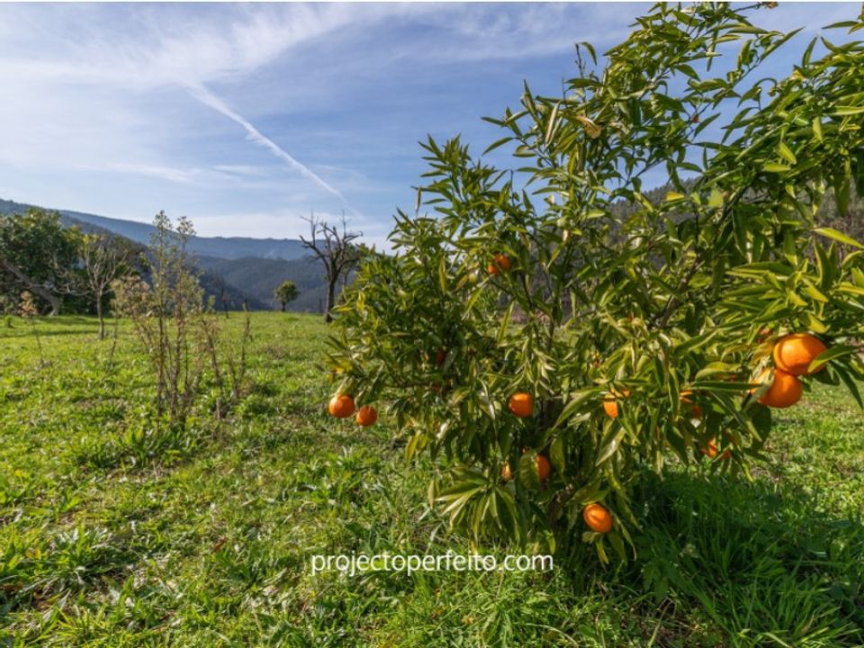 Farm i Alvarenga, Aveiro - foto 4