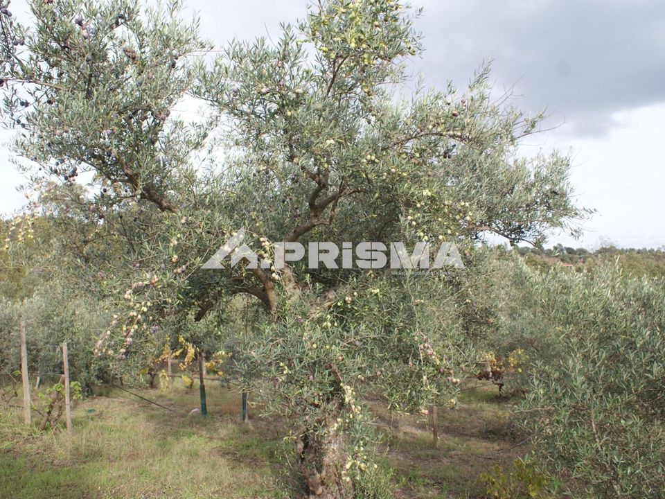 Helårsgrund i Penamacor, Castelo Branco - foto 4