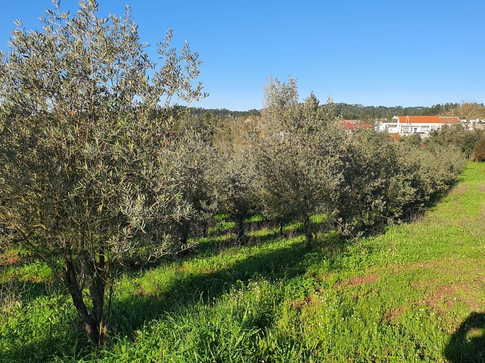 Villa i Ferreira do Zezere, Santarem - foto 5