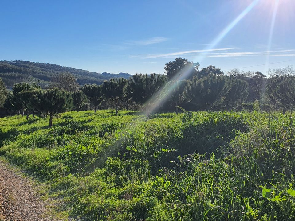 Villa i Ferreira do Zezere, Santarem - foto 2