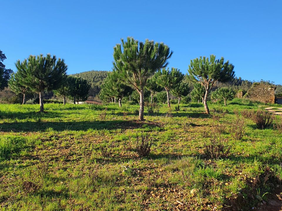 Villa i Ferreira do Zezere, Santarem - foto 3