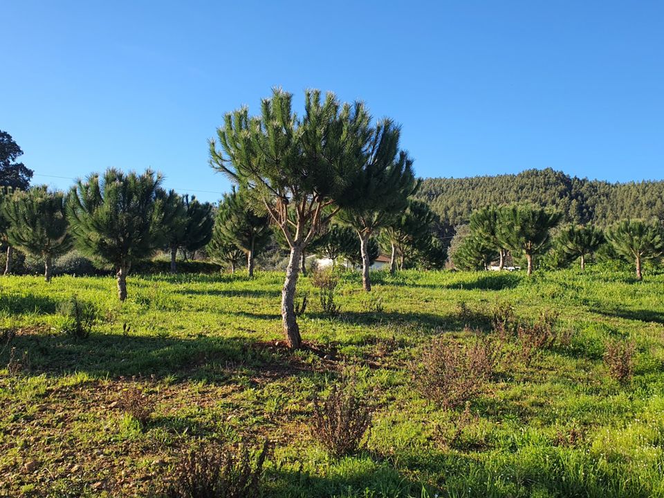 Villa i Ferreira do Zezere, Santarem - foto 4
