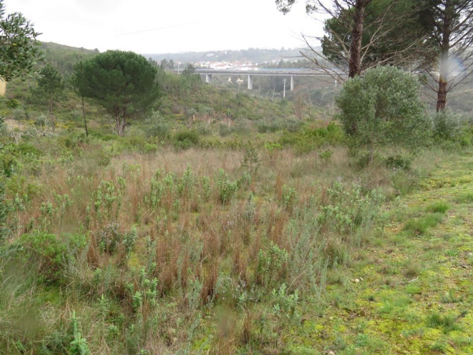 Helårsgrund i Tomar, Santarem - foto 3