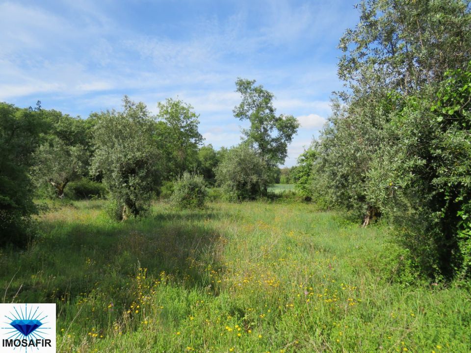 Tomt i Alvaiazere, Leiria - bilde 2