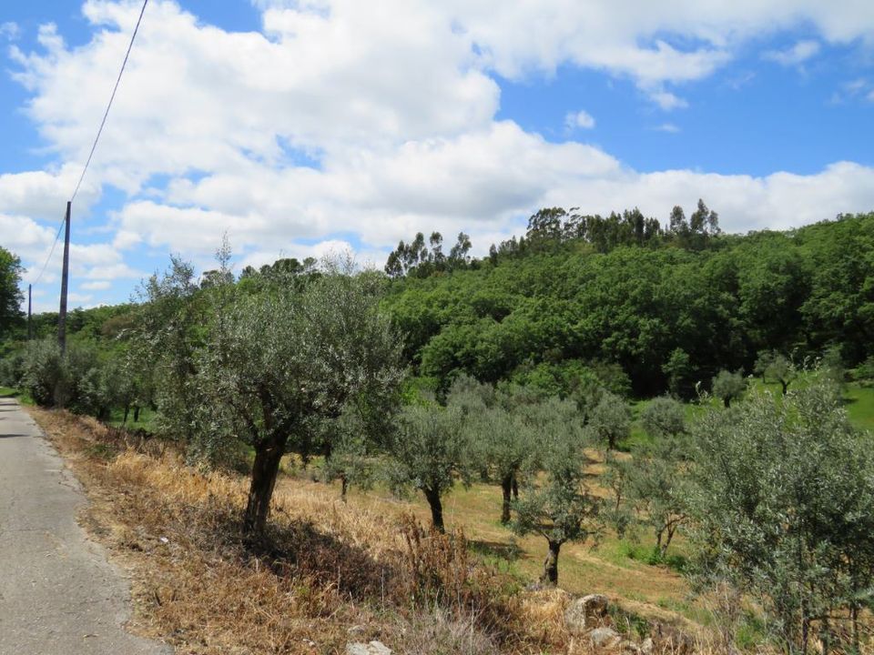 Helårsgrund i Alvaiazere, Leiria - foto 4