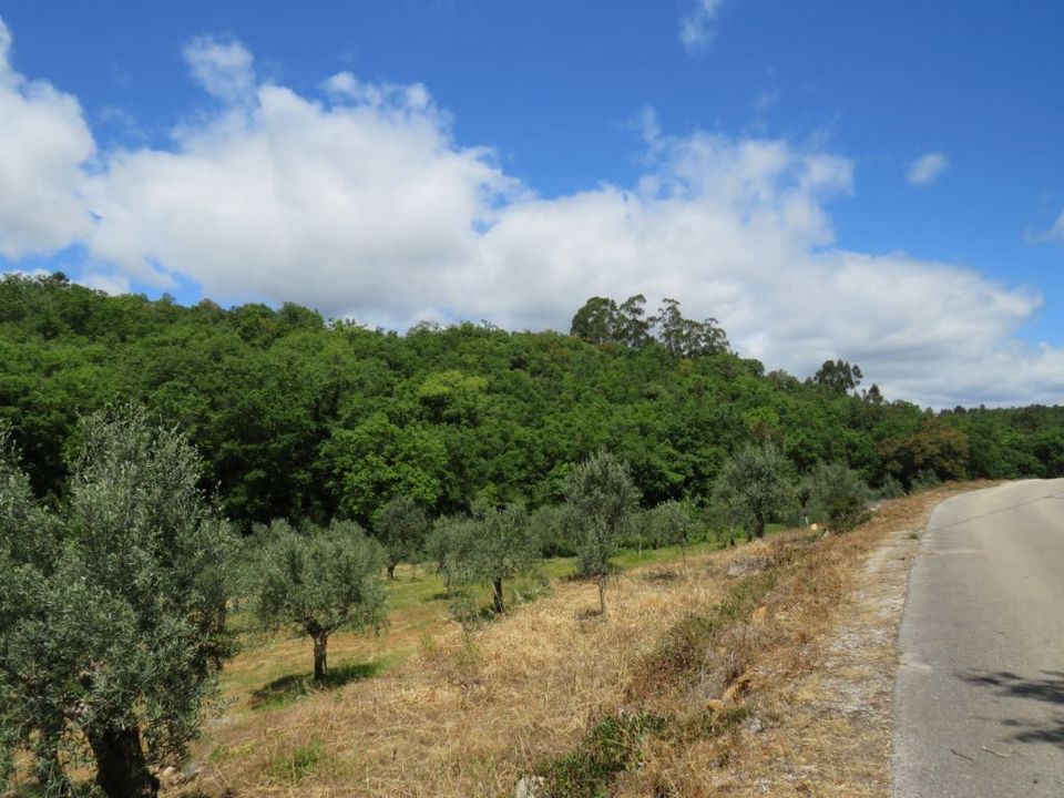 Helårsgrund i Alvaiazere, Leiria - foto 5