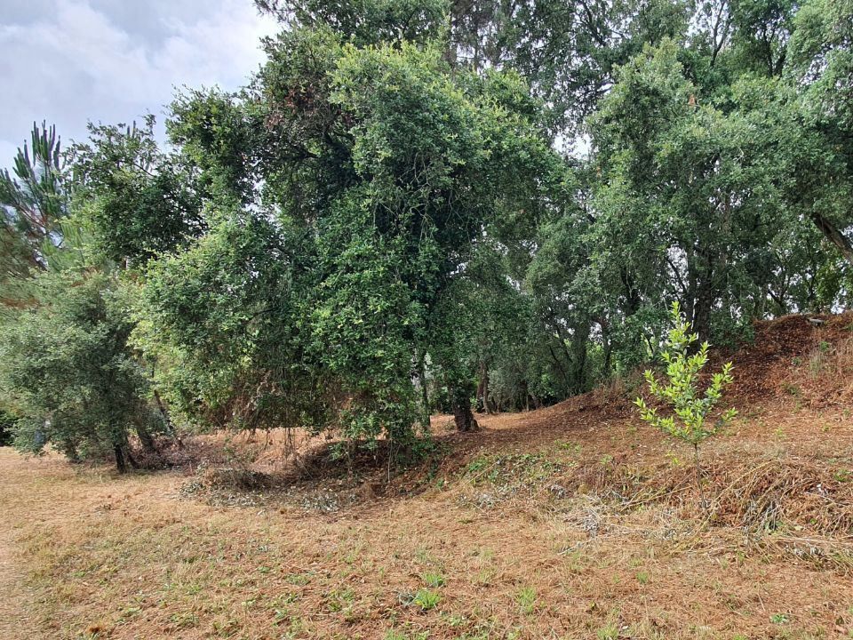 Helårsgrund i Ferreira do Zezere, Santarem - foto 3