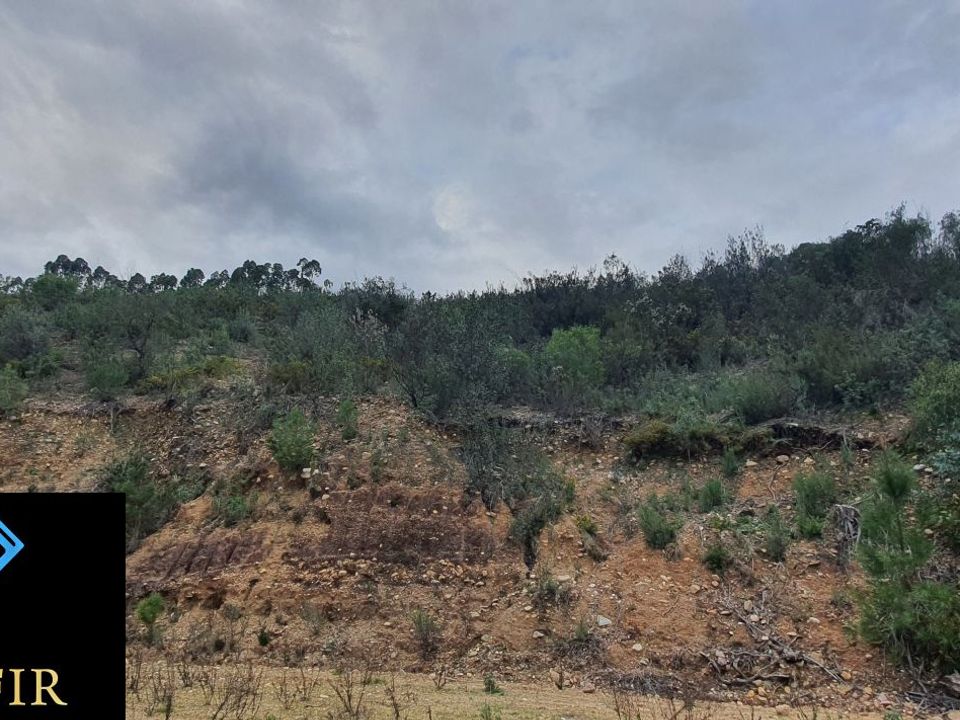 Tomt i Vila de Rei, Castelo Branco - bilde 4