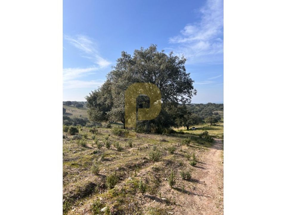 Landejendom i Rosmaninhal, Castelo Branco - foto 4