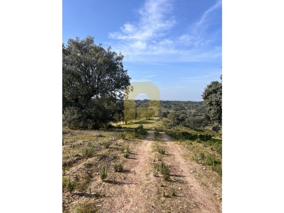 Landejendom i Rosmaninhal, Castelo Branco - foto 5