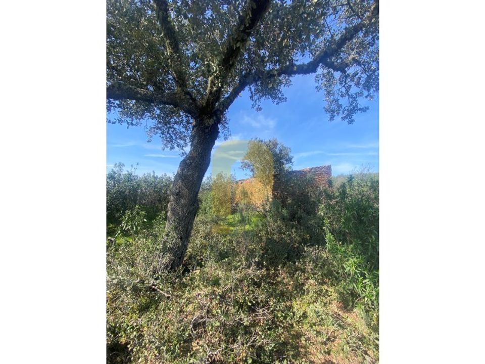 Helårsgrund i Rosmaninhal, Castelo Branco - foto 3