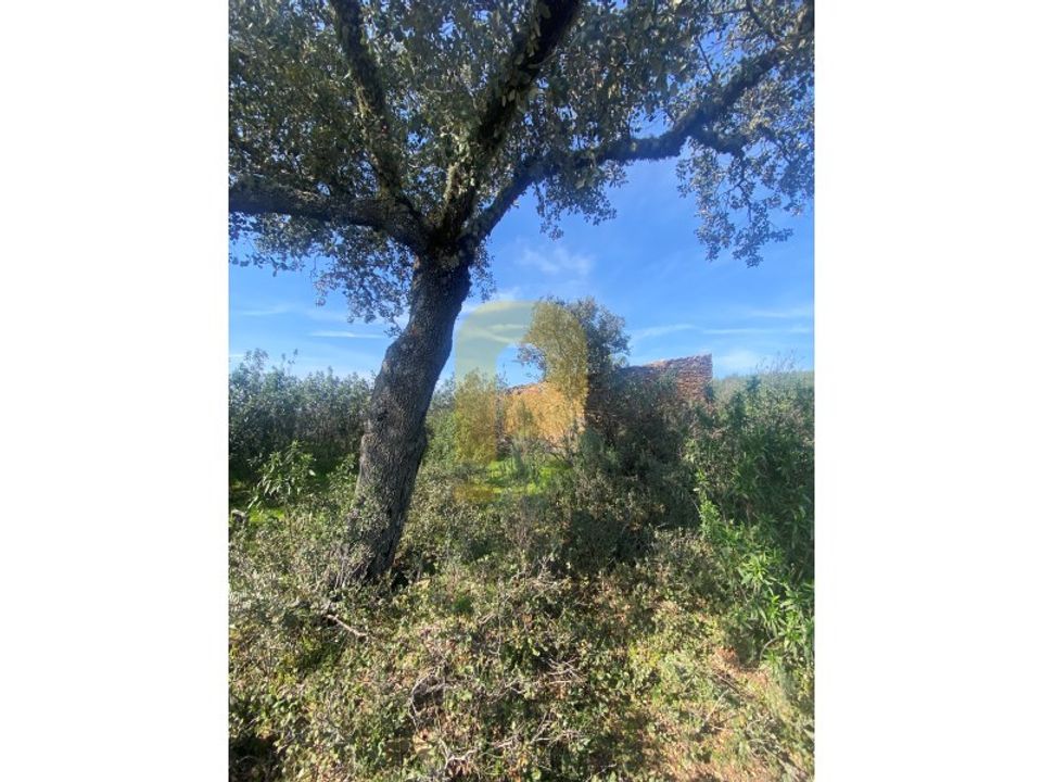 Helårsgrund i Rosmaninhal, Castelo Branco - foto 3