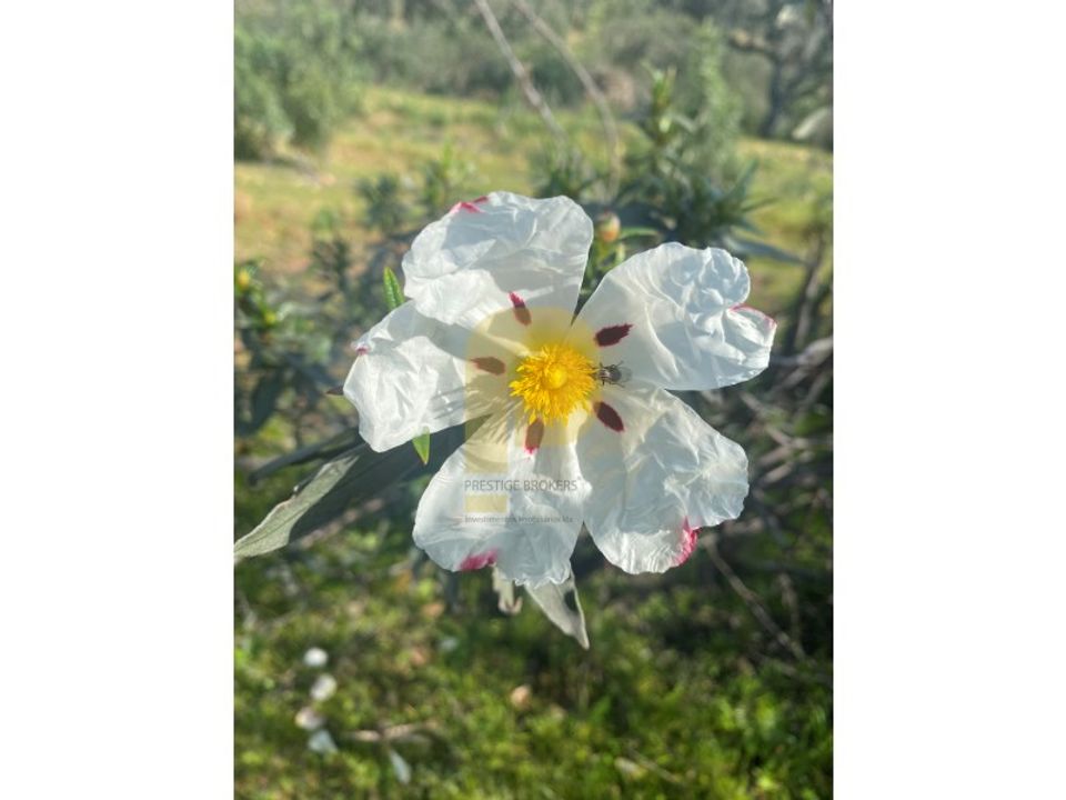 Helårsgrund i Rosmaninhal, Castelo Branco - foto 4