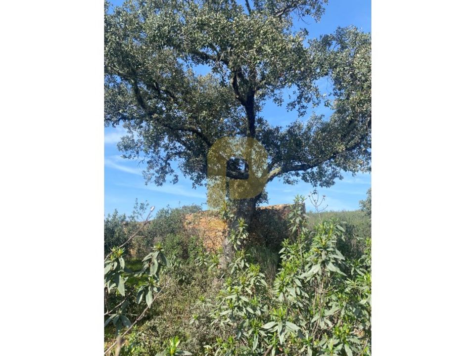 Helårsgrund i Rosmaninhal, Castelo Branco - foto 5