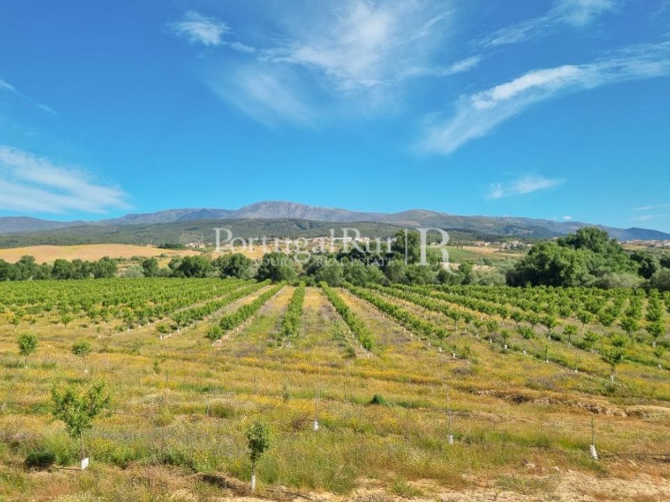 Landejendom i Fundao, Castelo Branco - foto 1
