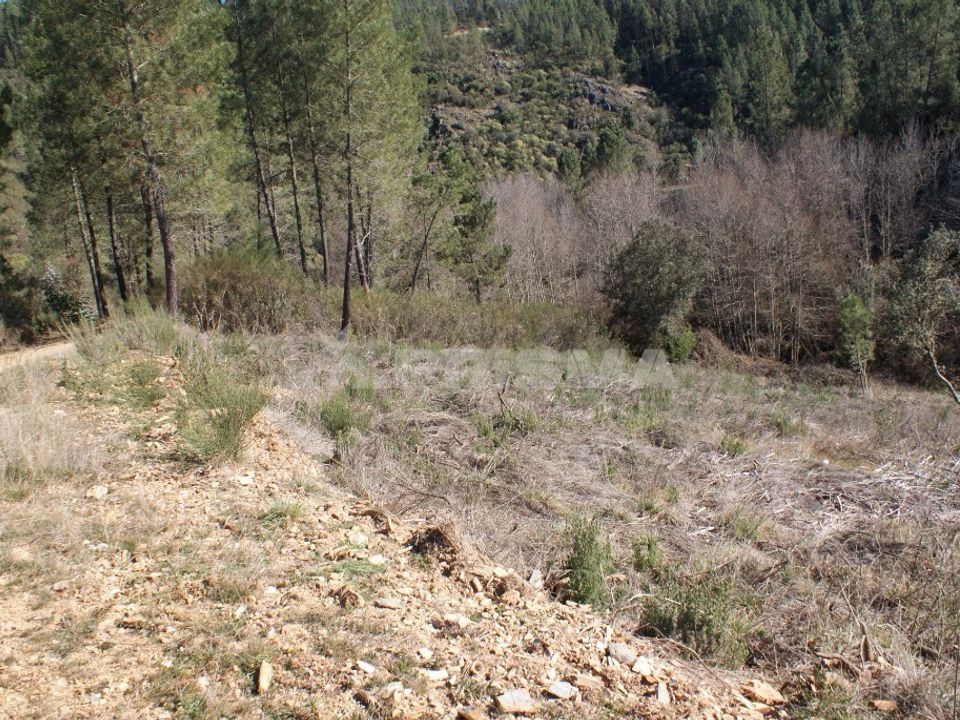 Farm i Fundao, Castelo Branco - foto 5