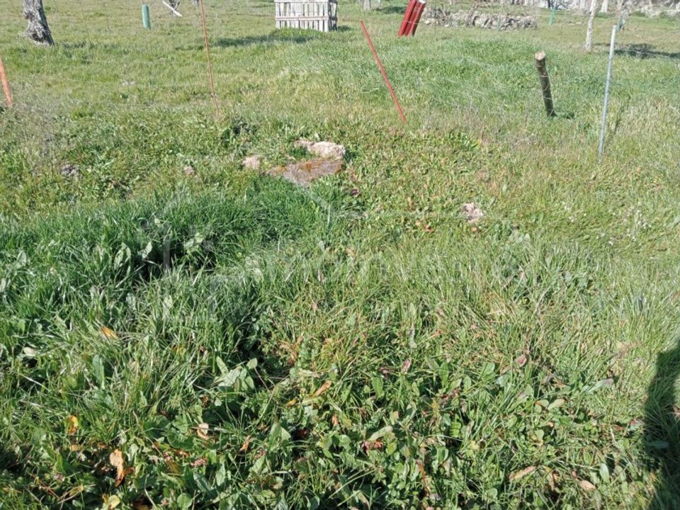 Terra a Ninho do Acor, Castelo Branco - foto 2