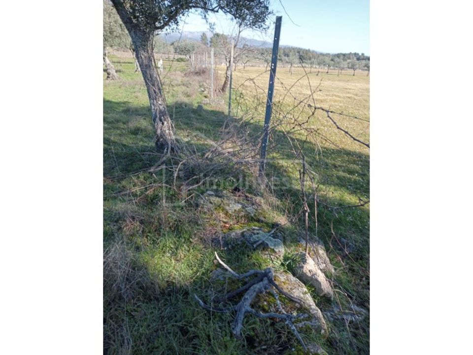 Terra a Ninho do Acor, Castelo Branco - foto 5