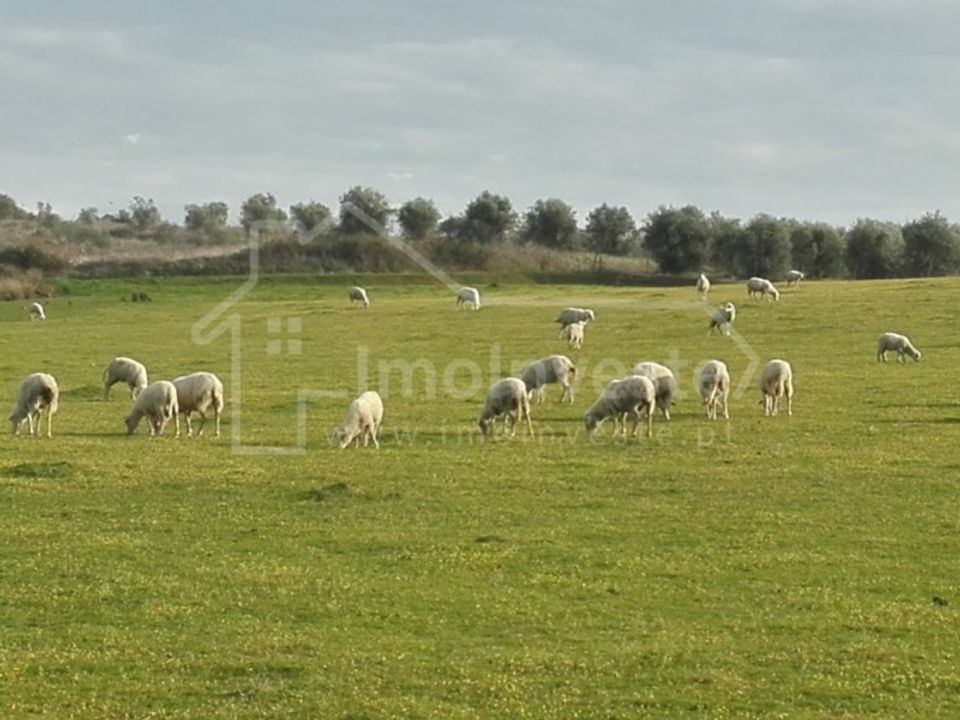 Farm i Ladoeiro, Castelo Branco - foto 3