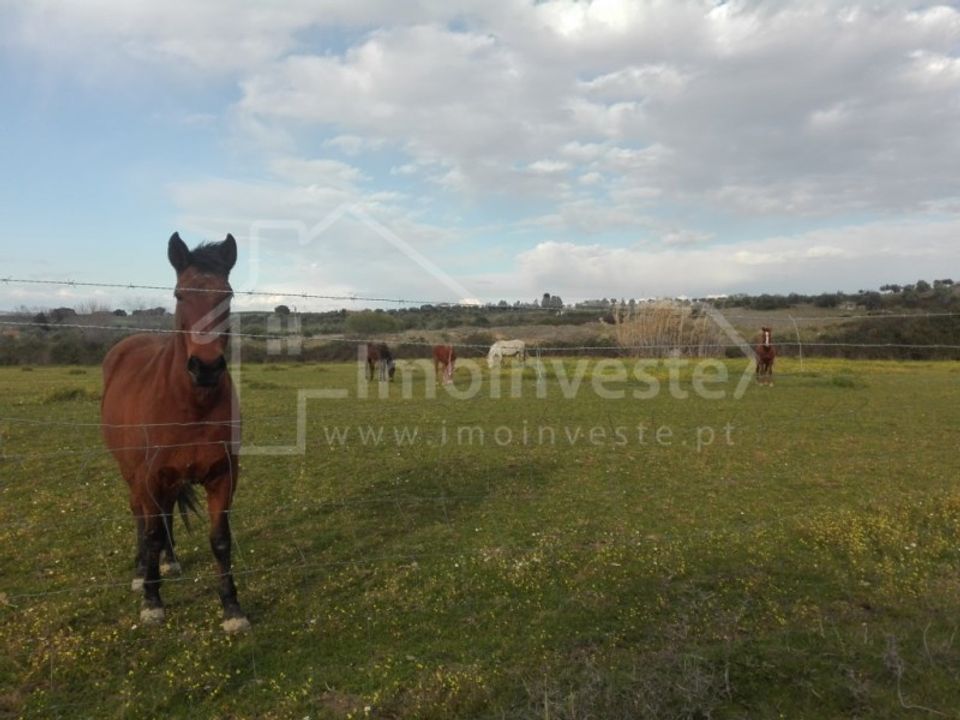 Farm i Ladoeiro, Castelo Branco - foto 4