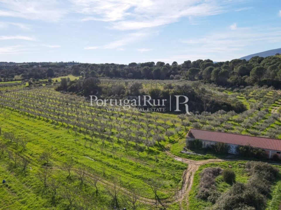 Farm i Torres Novas, Santarem - foto 3