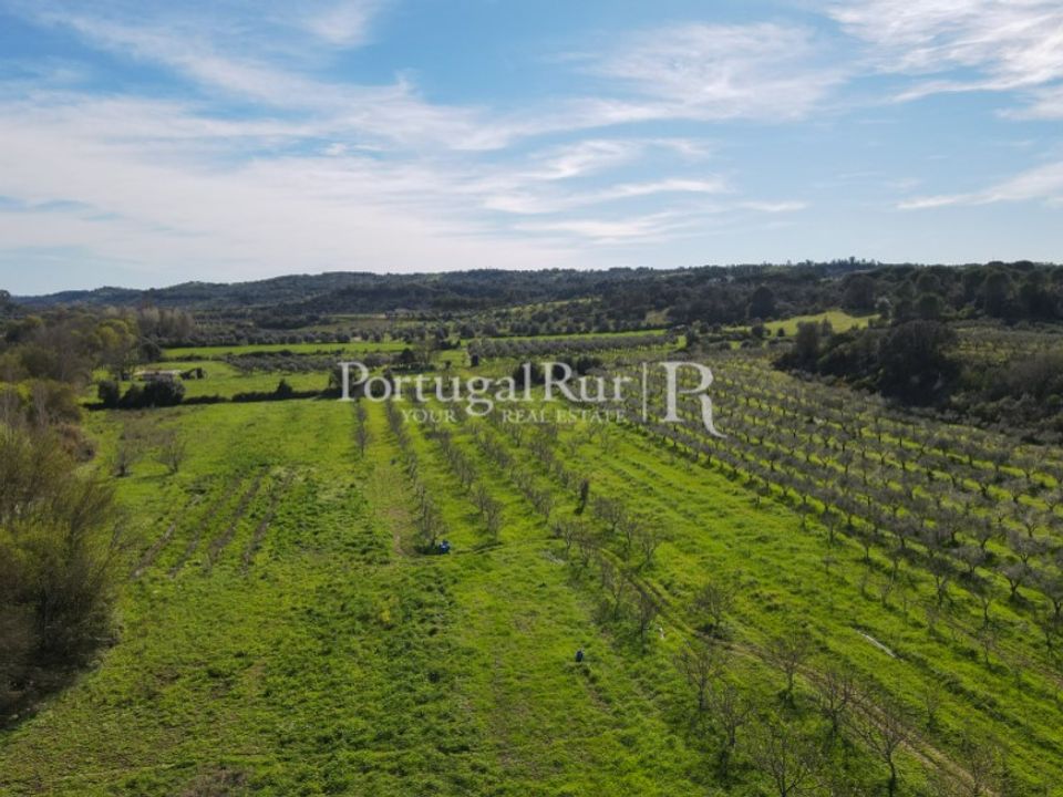 Farm i Torres Novas, Santarem - foto 5