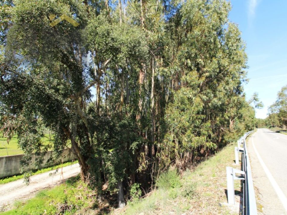 Farm i Idanha-a-Nova, Castelo Branco - foto 3