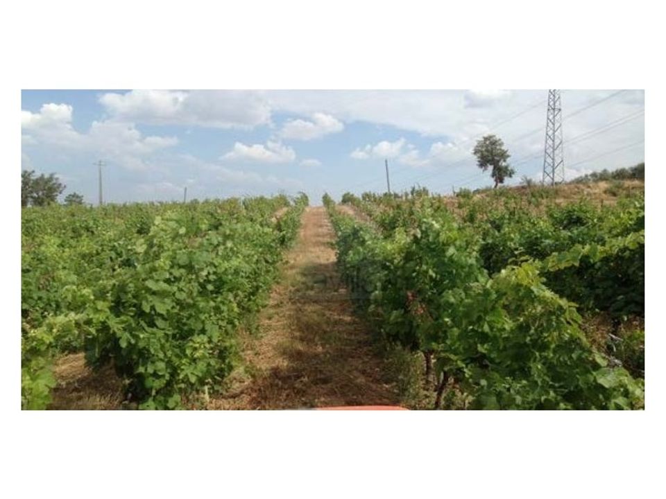 Farm i Possacos, Vila Real - foto 5