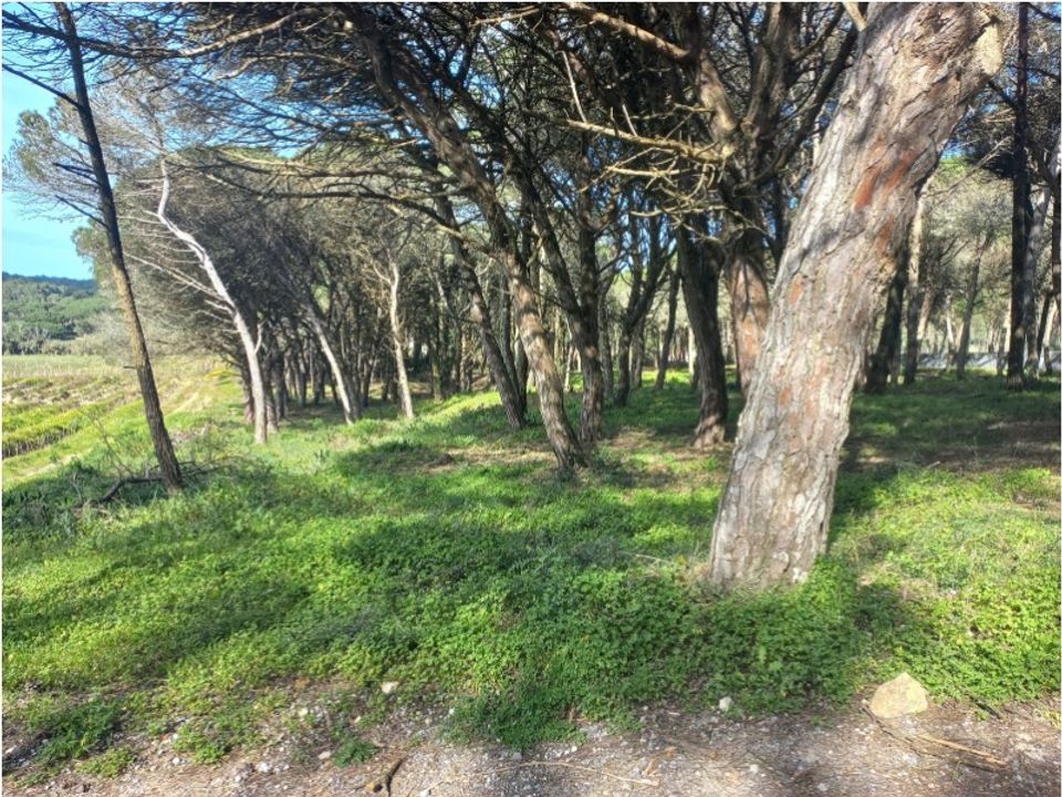 Helårsgrund i Sintra, Lisbon - foto 2
