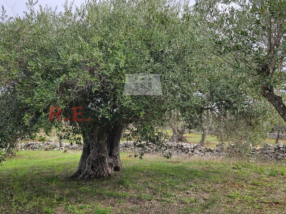 Villa a Martina Franca, Taranto - foto 3