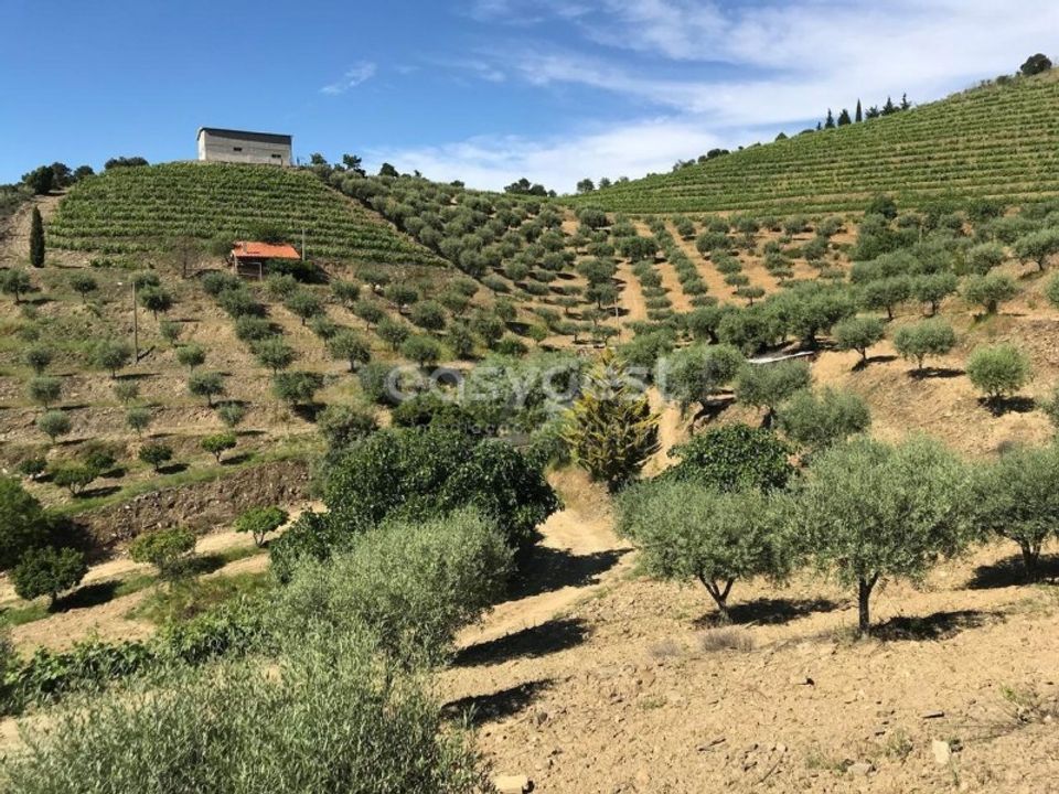 Farm i Vila Nova de Foz Coa, Guarda - foto 3