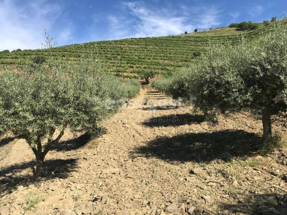 Farm i Vila Nova de Foz Coa, Guarda - foto 4