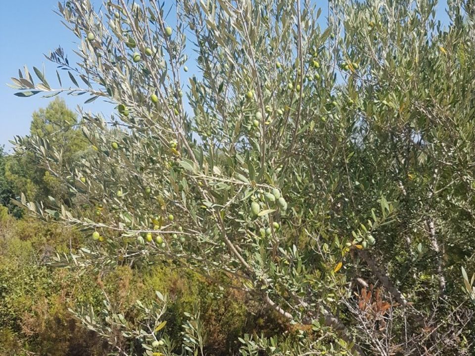 Landejendom i Sant Jordi, Castellon - foto 5