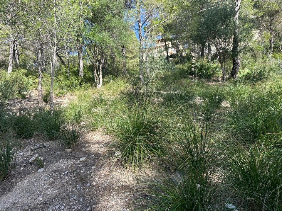 Helårsgrund i Capdepera, Mallorca - foto 5