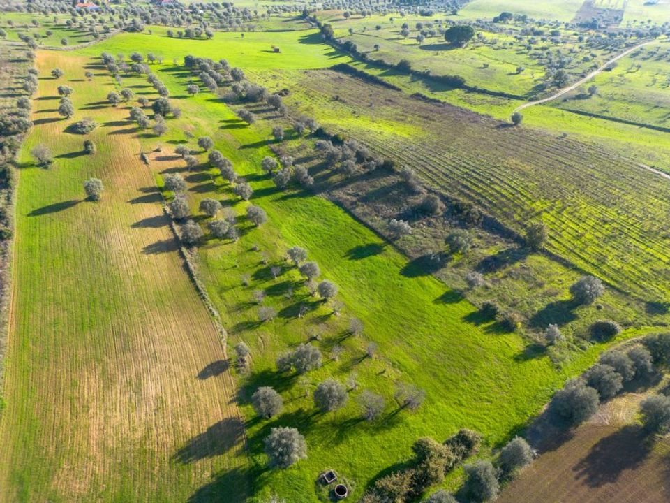 Helårsgrund i Torres Novas, Santarem - foto 3