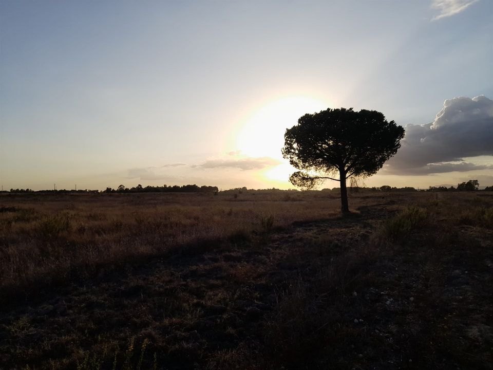 Helårsgrund i Salvaterra de Magos, Santarem - foto 3