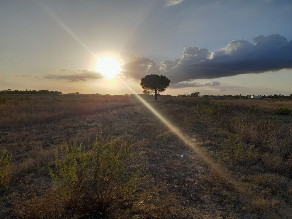Helårsgrund i Salvaterra de Magos, Santarem - foto 4