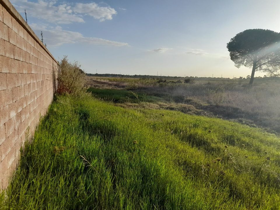 Helårsgrund i Salvaterra de Magos, Santarem - foto 5