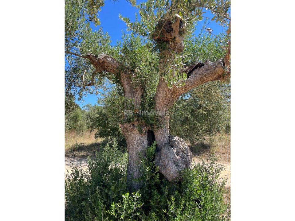 Helårsgrund i Tomar, Santarem - foto 4