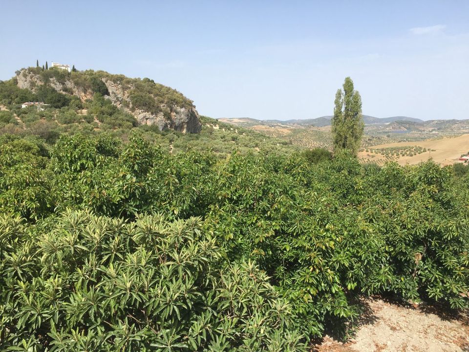 Landejendom i Zahara De La Sierra, Cadiz - foto 5