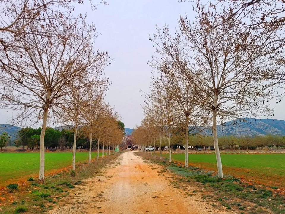 Finca i Bocairent, Valencia - foto 4