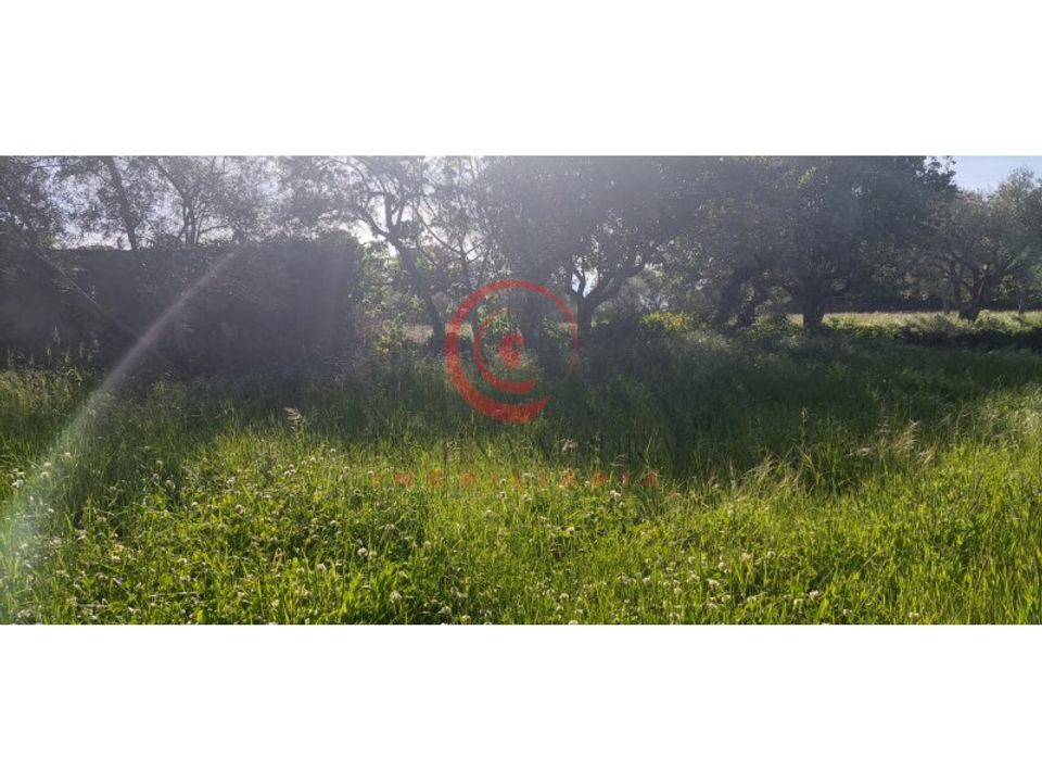 Farm i Eiras, Sao Juliao de Montenegro e Cela, Vila Real - foto 3