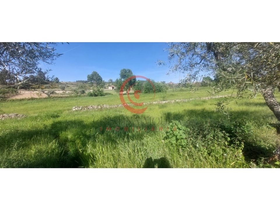 Farm i Eiras, Sao Juliao de Montenegro e Cela, Vila Real - foto 4