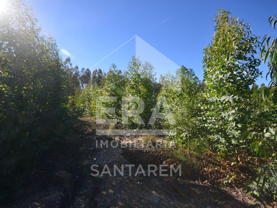 Landejendom i Almeirim, Santarem - foto 3