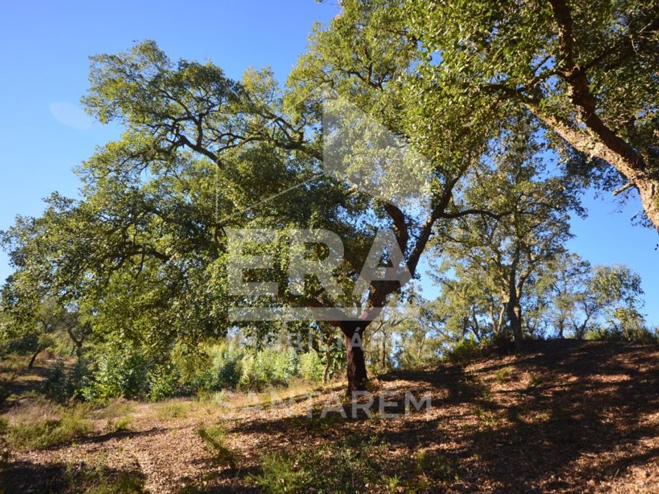 Landejendom i Almeirim, Santarem - foto 4