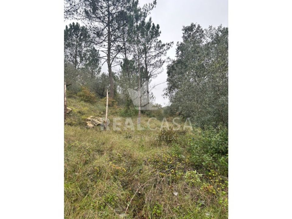 Helårsgrund i Batalha, Leiria - foto 3